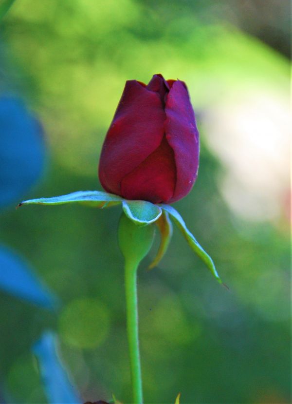 flor, flora, planta, brote, Nikkon, D80