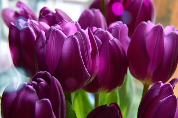 Tulipanes, púrpura, fondo, ramo, flor, naturaleza