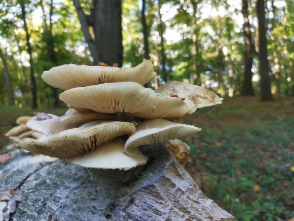 rastliny,slnečnému žiareniu,príroda,les,krajina,rastlina