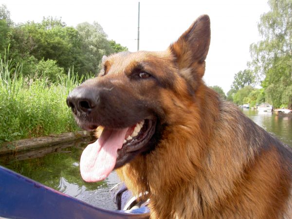 Duits, herder, hond, zoogdier, gewerveld, meer zonsondergang