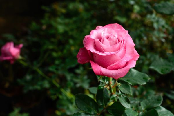 Blume, Rosa, Garten, Gärten, pinke Blume, Natur