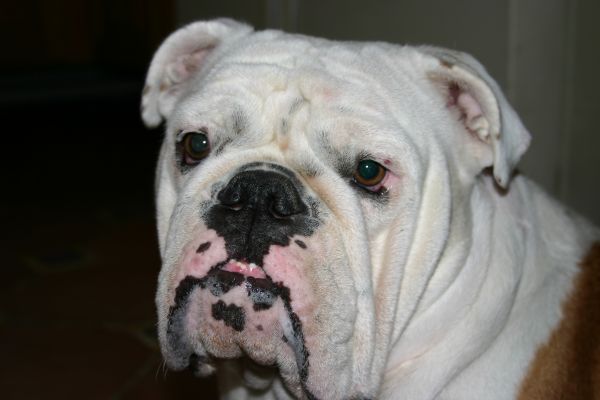 bulldog, cane, mammifero, vertebrato, cane di razza, animale domestico