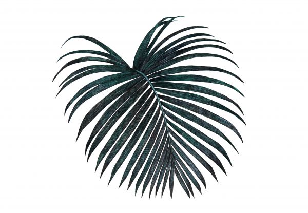 palm,zwart,tropisch,bladeren,blad,donker