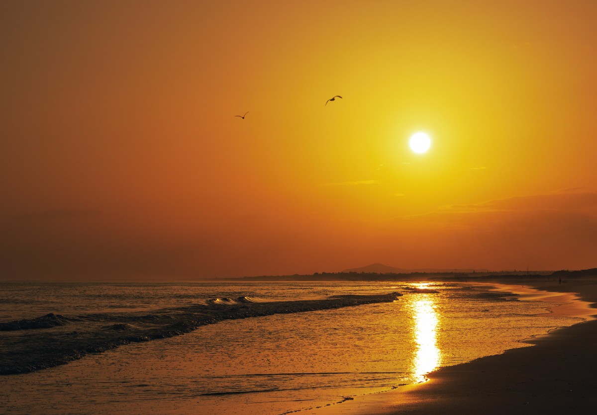 hav, vatten, himmel, atmosfär, bärnsten, fågel, natur, solnedgång, glöden, orange, vätska, strand, solljus, soluppgång, Kust- och oceaniska landformer, skymning, astronomiskt objekt, atmosfär fenomen, morgonrodnad, sjö, horisont, Sol, naturlandskap, morgon-, flytande, vind våg, strand, landskap, lugna, moln, värme, träd, sand, kust, våg, reflexion, gryning, kväll, hav, sjöfågel, tidvatten, ljud, tropikerna, bakgrundsbelysning, bukt, natt