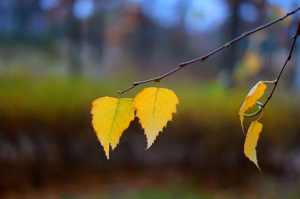 Lá,Last Leaf,Mùa thu,ngã,lá rụng,chi nhánh