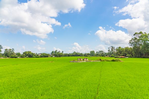 neba,Vietnam,poľa,ryžové polia,mraky,príroda