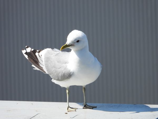 måke,fugl,nebb,måke,lari,fjær