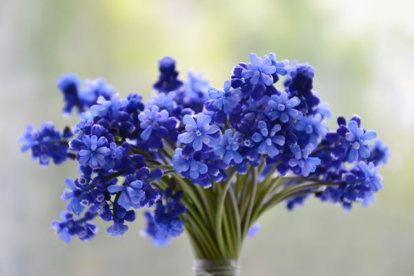 Flor,Flores,ramalhete,azul,bonita,Planta ornamental