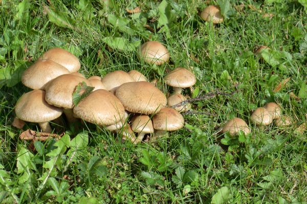 mushrooms, autumn, forest, floor, cleaners, brown