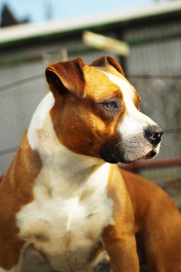 cane, mammifero, vertebrato, cane di razza, canidae, american Staffordshire terrier