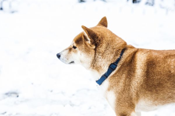 dog,nature,winter,snow,white,sunny