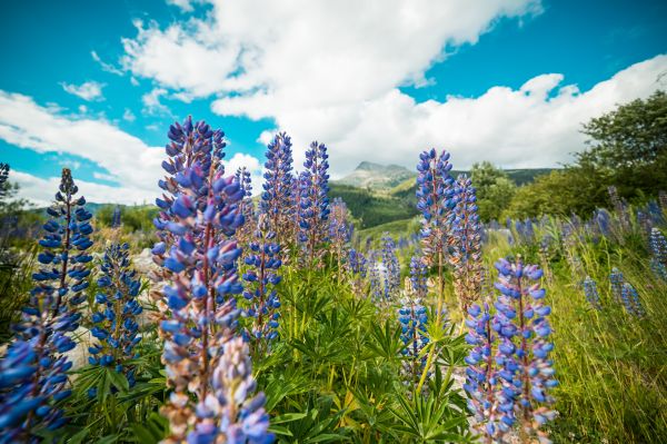 fleur,la nature,bleu,plante,plante à fleurs,lupin