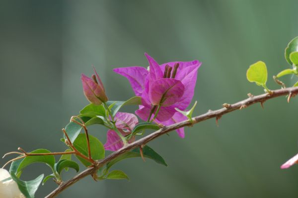 Pflanze,Blume,Flora,Blatt,Bougainvillea,Rosa