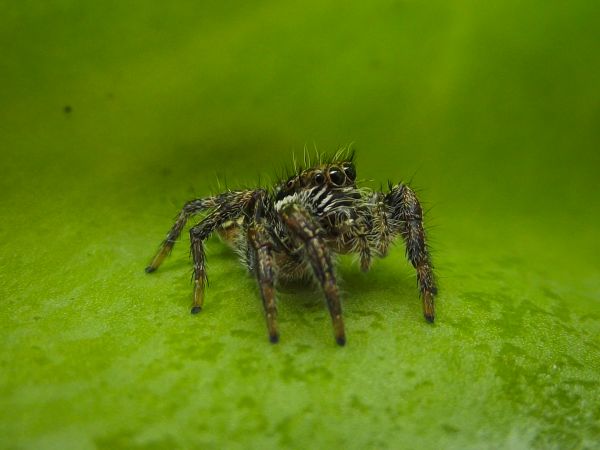 arachnid,salticidae,hoppande spindel,Sydafrika,arter,ofarlig