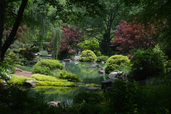 jardim, Árvores, agua, Gibbs, japonês, Geórgia do norte