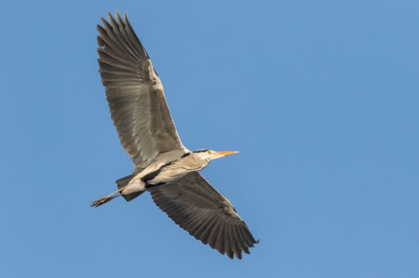 vogelstand,natuur,vogels kijken,fotografie,wild,wildlife