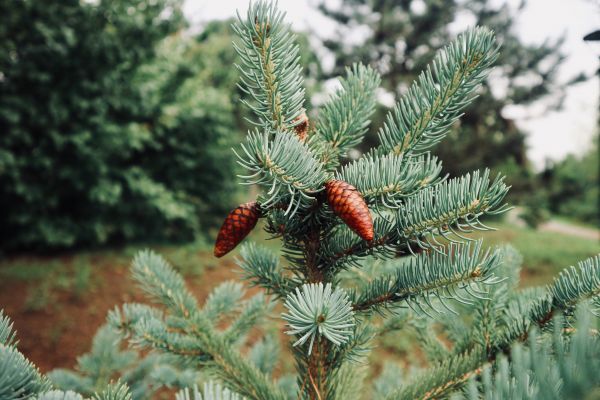 Сосновый,shortleaf black spruce,Columbian spruce,balsam fir,дождь,Yellow fir