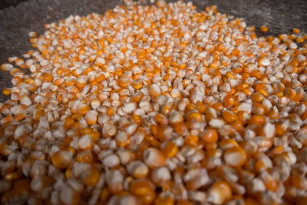 agriculture, background, closeup, color, cooking, corn