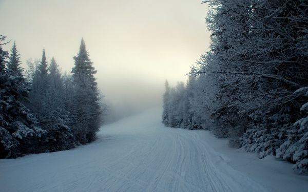 vinter, snø, landskap, skog, tre, kald