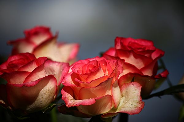 flor, Rosas, naturaleza, verano, Rosa, fiesta