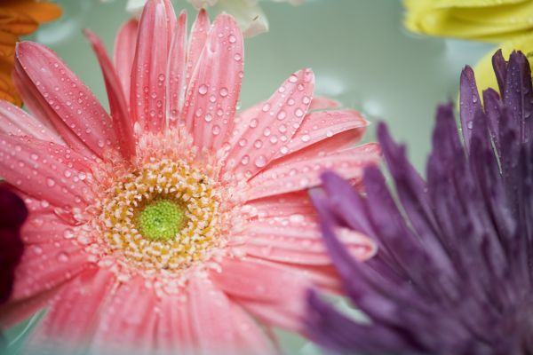 daisy african,atractiv,fundal,frumoasa,frumuseţe,a inflori