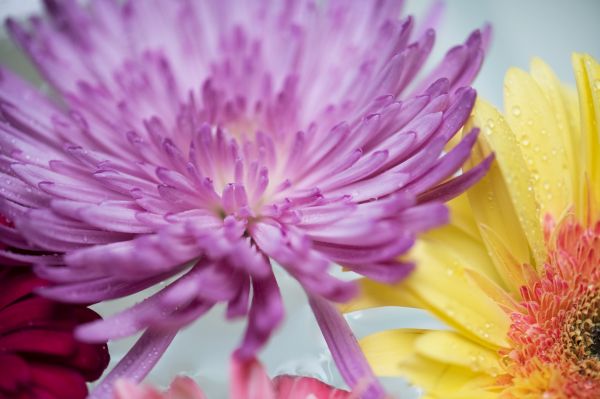 daisy african,atractiv,fundal,frumoasa,frumuseţe,a inflori