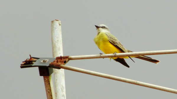 oiseau, la nature, faune, le bec, animaux, ciel