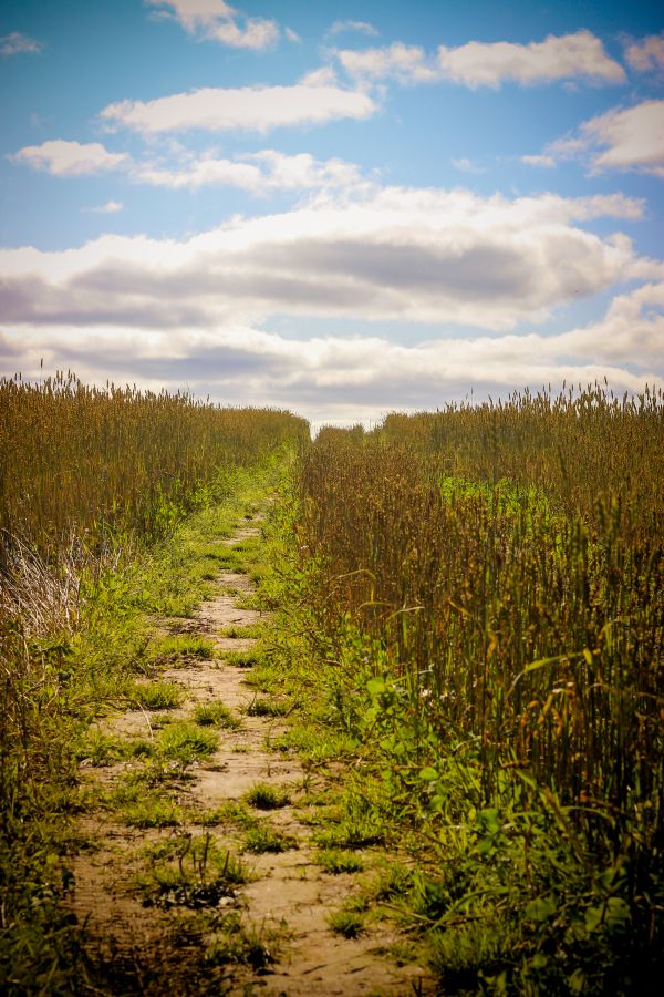 field, autumn, wheat, summer, harvest, cereals