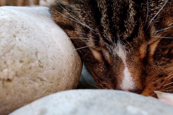 gato,animal,fofa,dormindo,fechar-se,pedra