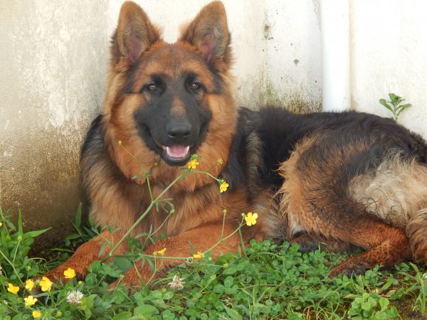 Hund, glücklich, Ruhe, Natur, geben, Liebe