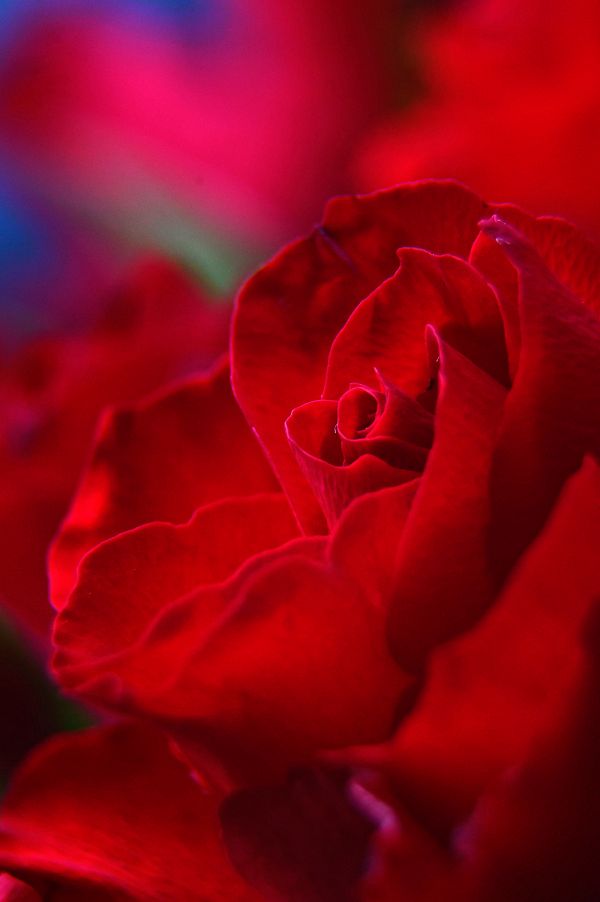 rouge, des roses, journée, Valentines, bouquet, Valentin