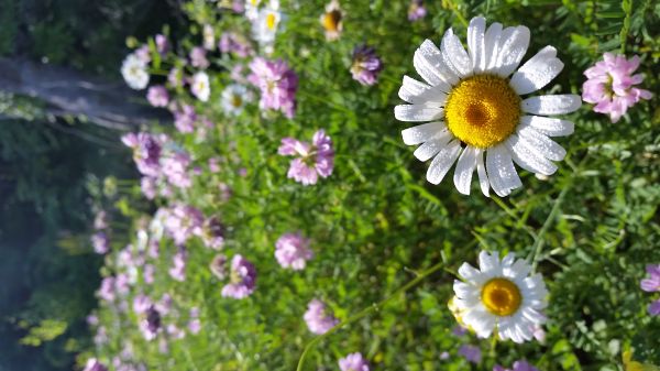 blomst,blomstrende plante,Tusenfryd,anlegg,petal,marguerite daisy