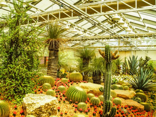 cactus, désert, plante, vert, la nature, jardin