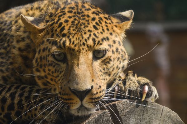 lampart,ogród zoologiczny,ssak,naziemnej zwierząt,dzikiej przyrody,smutny