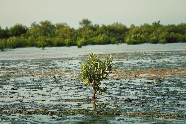 water, tree, wetland, bank, photography, vegetation