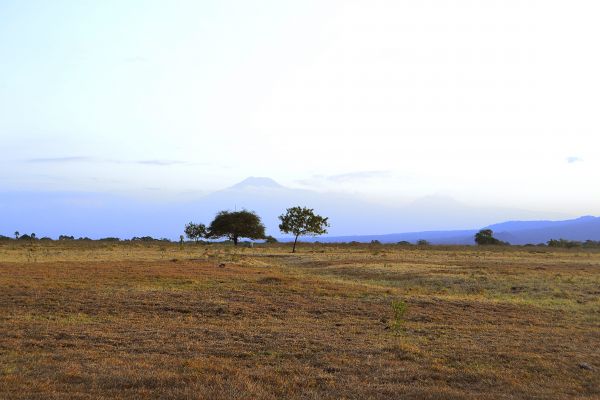 albero,parco,Java est,verde,soleggiato,savana landscape