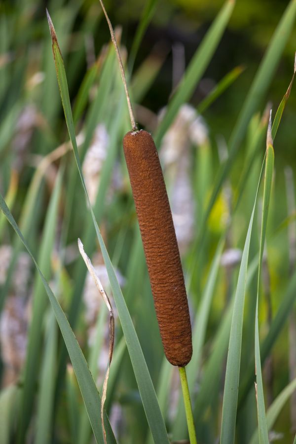 Macro,fleur,été,l'automne,Typha,Cattail