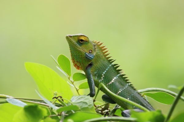 Tier,Tierwelt,Natur,bunt,Chamäleon,wild