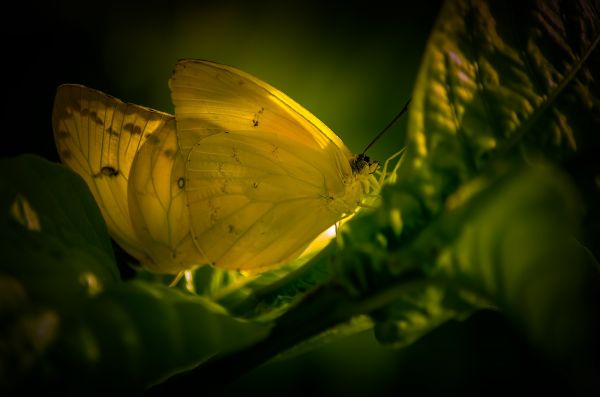 mariposa,Polinizador,insecto,artrópodo,hoja,naturaleza