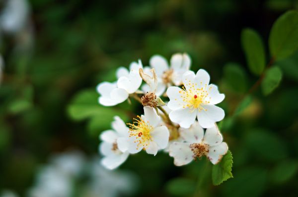 Wild Korea, blomst, vill blomst, blomstrende plante, multiflora rose, anlegg