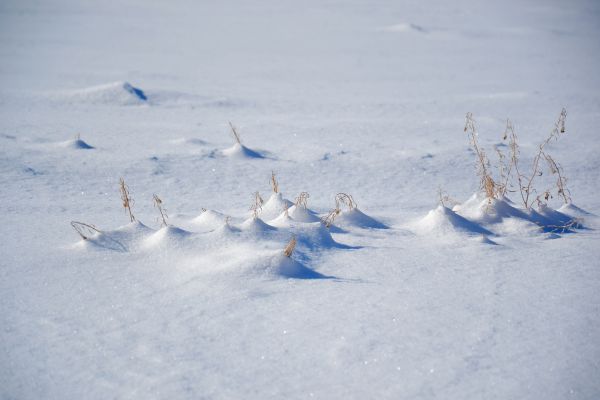 inverno, campo, la neve, erba secca, erba, fragile