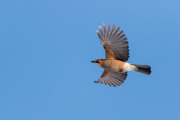 vogelstand,natuur,vogels kijken,fotografie,wild,wildlife