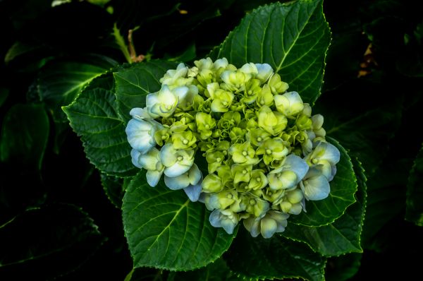 fiore,annabelle,arborescens,aroma flower,sfondo,palla