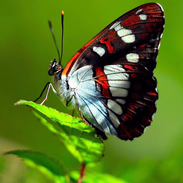 mariposa, Polillas y mariposas, insecto, invertebrado, Cepillo de mariposa footed, mosca