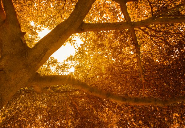 albero, natura, foresta, verde, alberi, grande