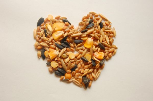 pet feed,seeds,corn,wheat,oats,sunflower seeds