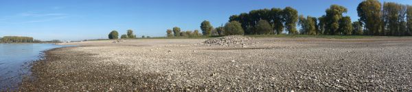 rhine, river, summer, drought, low tide, water