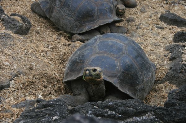 Galápagos,testoasa,broasca testoasa,târâtoare,carapace de broască țestoasă Galápagos,popândău de broască țestoasă