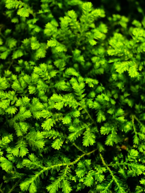 ferns leaves green foliage natural floral fern background, задний план, красивая, Красоту, биология, Ботанический