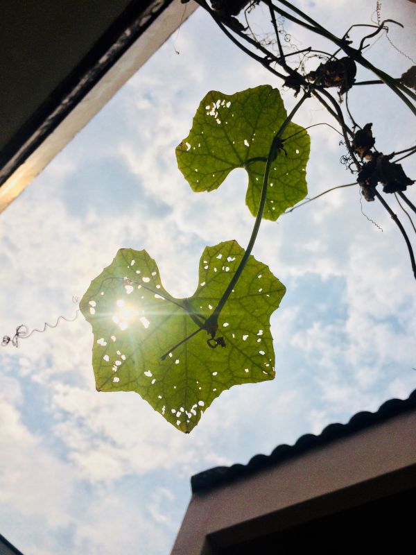 arbre,deux,la nature,de plein air,terrasse,jardin